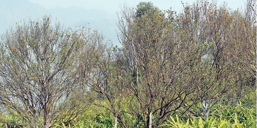 अज्ञात रोगले सुन्तलाका बोट मर्न थाले