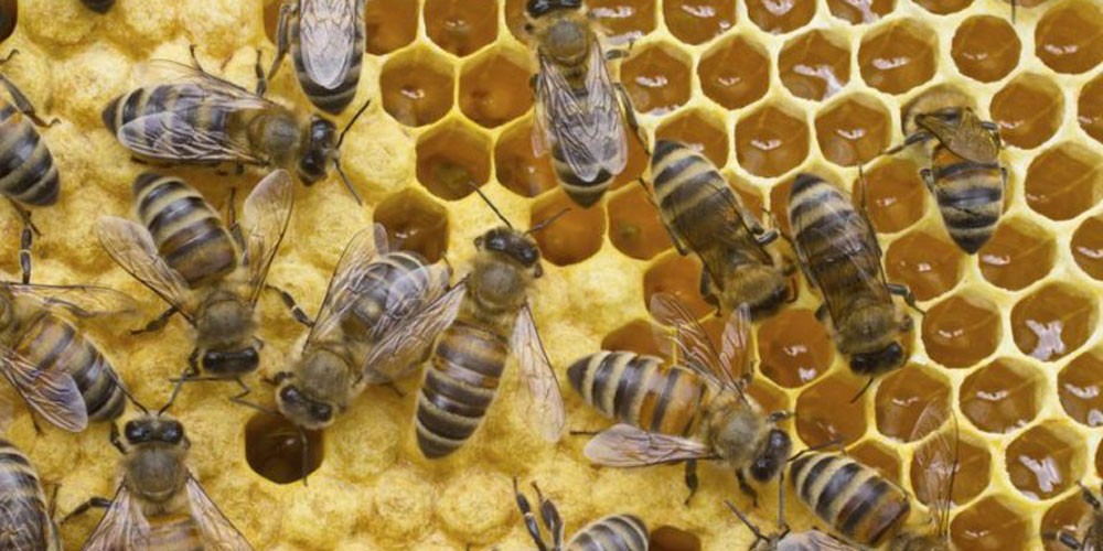 जाजरकोटमा महको उत्पादन घट्यो