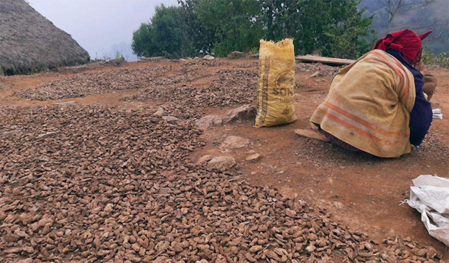 वर्षा र हिमपातका कारण सुठो कुहिन थालेपछि किसान चिन्तित