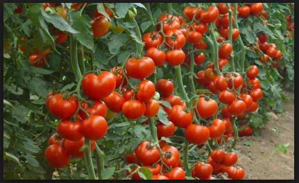 व्यावसायिक गोलभेँडा खेतीप्रति आकर्षण