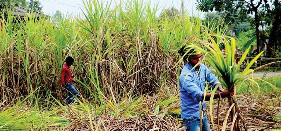 चाडपर्वको मुखमा पनि पाएनन् उखु किसानले अनुदान