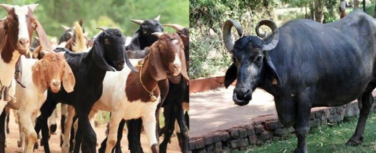 गोकर्णेश्वर र कागेश्वरी मनोहराका किसानलाई भैँसीका पाडा/पाडी र बाख्रा